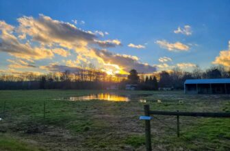 The Little Issues Publication #347 – Li...