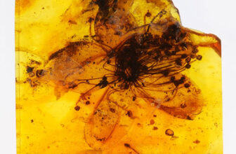 Largest Amber-Preserved Flower Lastly Recogni...