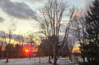 The Little Issues Publication #459 – Li...