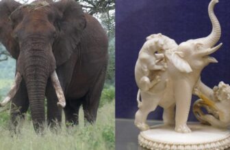 How Prehistoric Mammoth Tusks May Assist Bust...